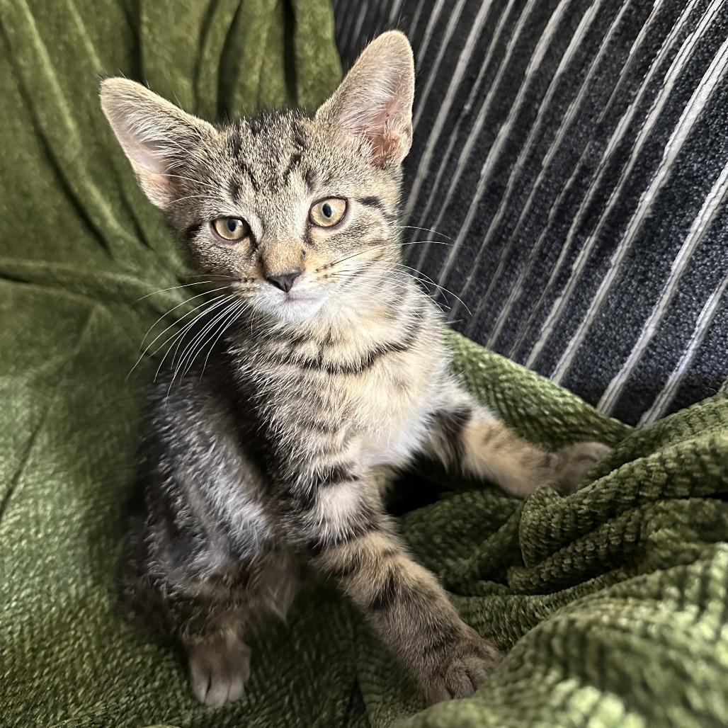 Teak, Adoptable, Kitten Male Domestic Short Hair & Domestic Short Hair.