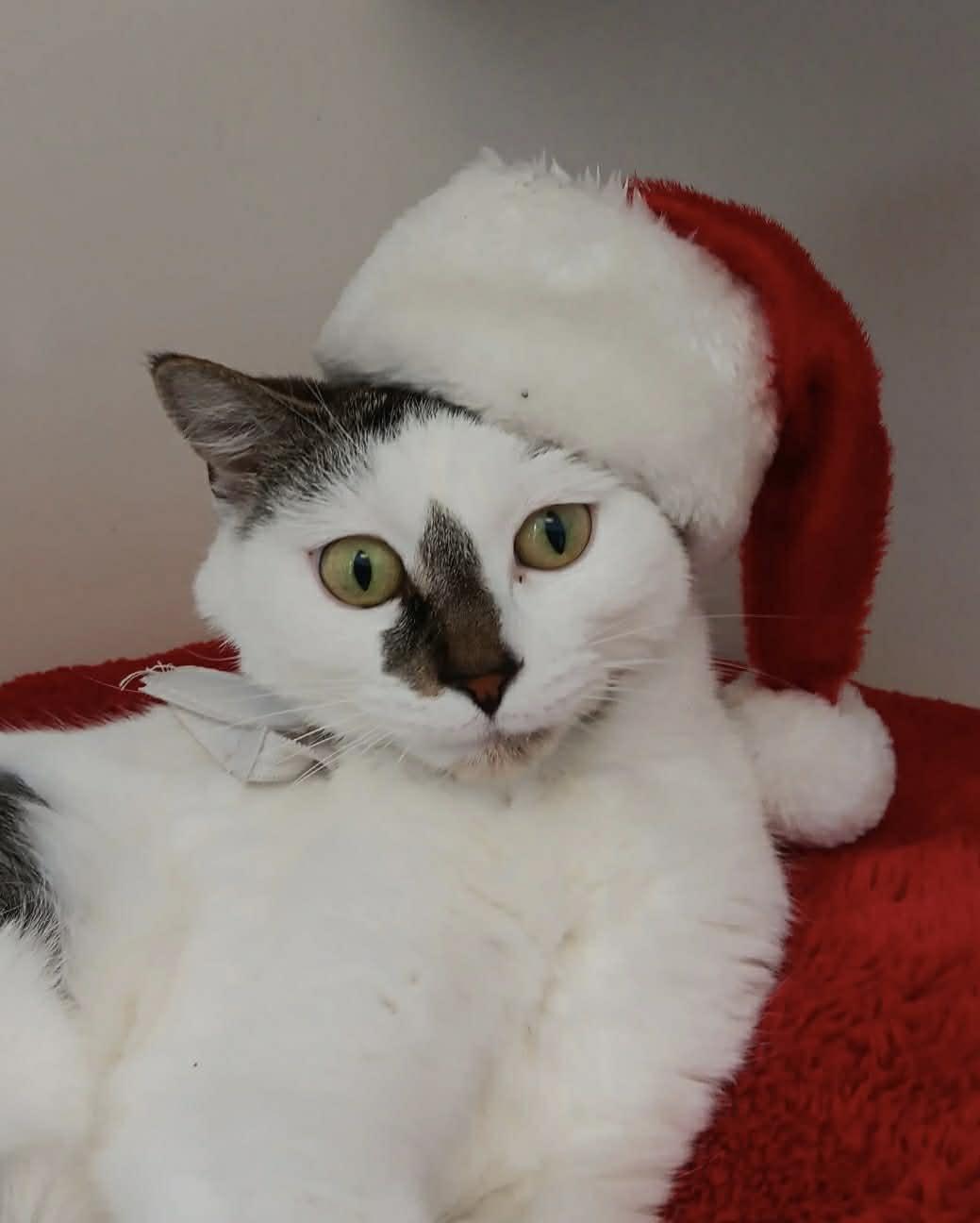 Amber, Adoptable, Young Female Domestic Short Hair.