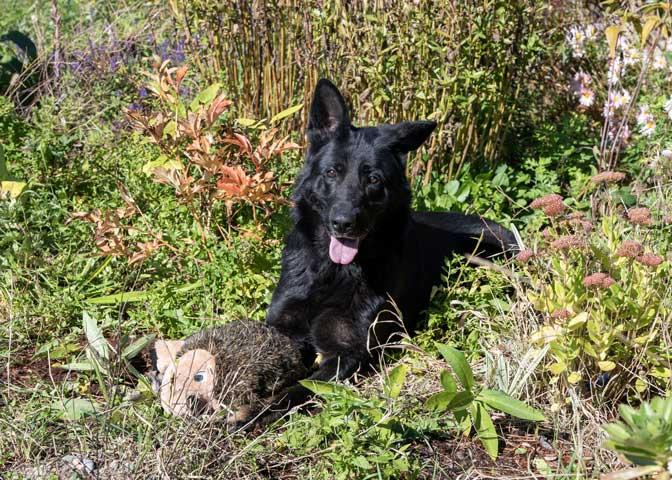 Melly, a Adoptable German Shepherd Dog in Wayland, MA image 2/4