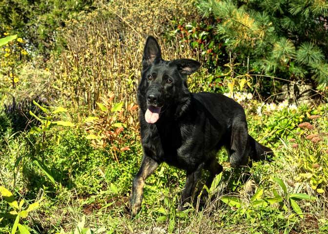 Melly, a Adoptable German Shepherd Dog in Wayland, MA image 3/4