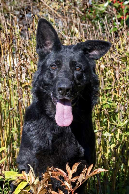 Melly, a Adoptable German Shepherd Dog in Wayland, MA image 1/4