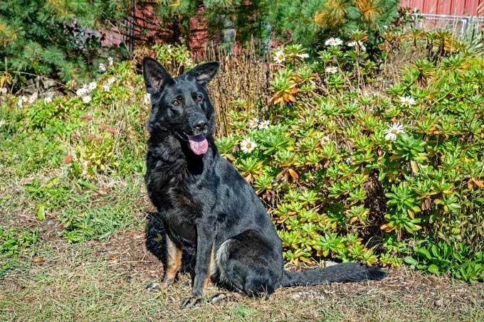Melly, a Adoptable German Shepherd Dog in Wayland, MA image 4/4