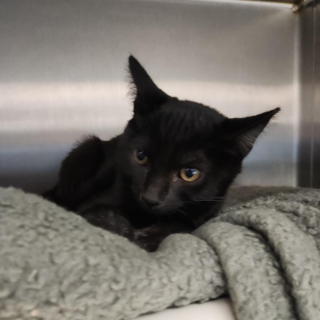 Enlarge Delia, a Adoptable Domestic Short Hair in Fort Wayne, IN image 1/3