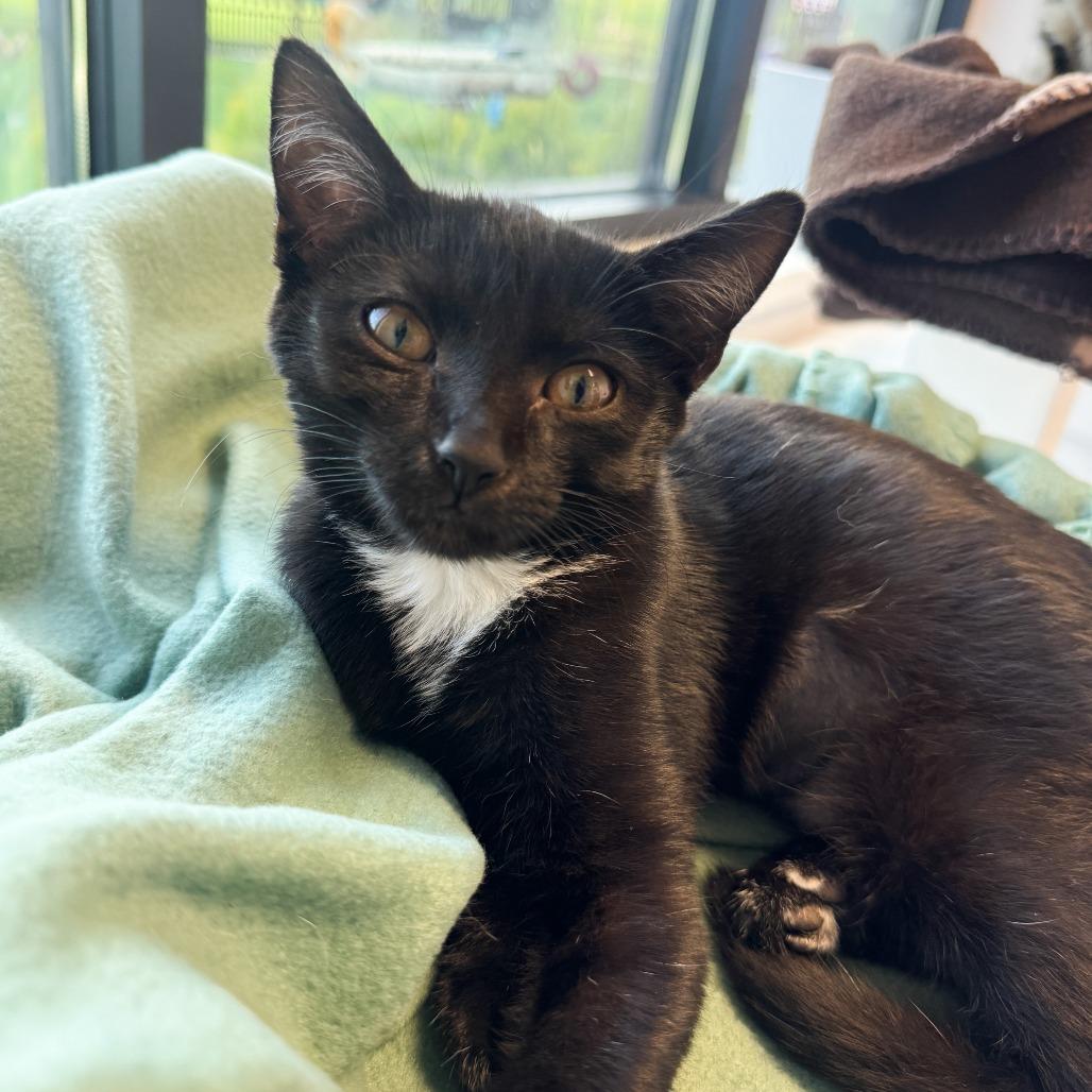 Enlarge Delia, a Adoptable Domestic Short Hair in Fort Wayne, IN image 2/3
