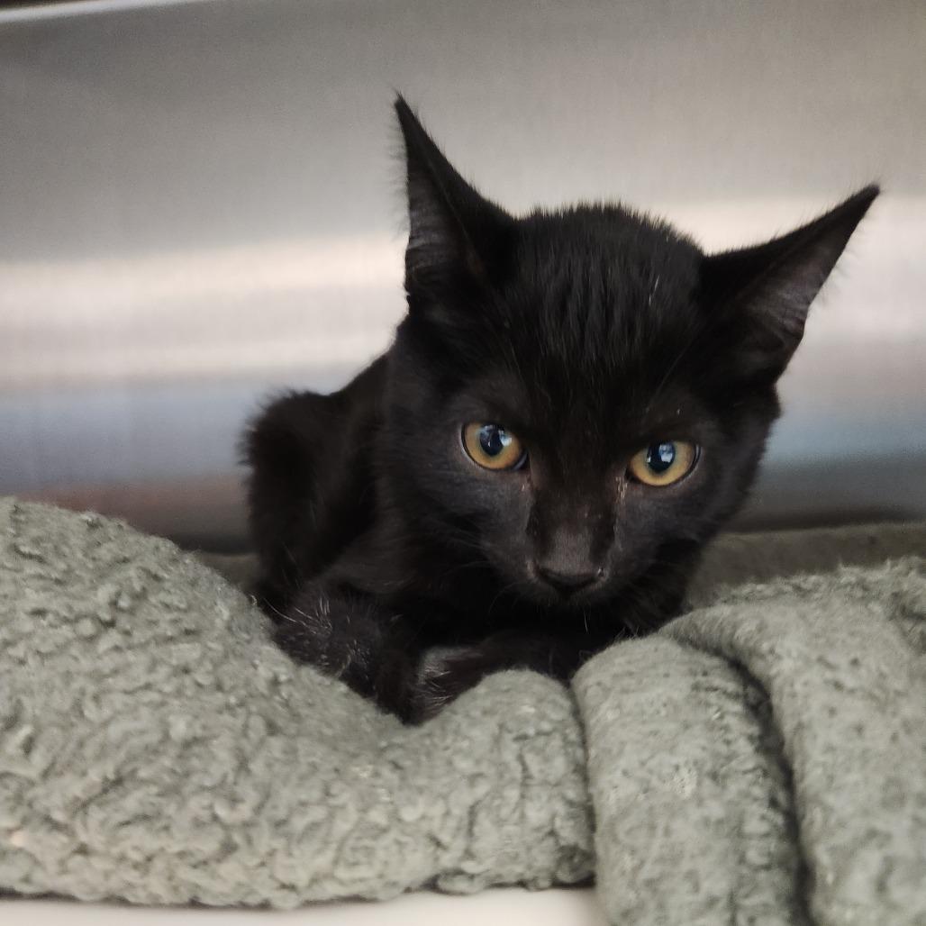 Enlarge Delia, a Adoptable Domestic Short Hair in Fort Wayne, IN image 3/3