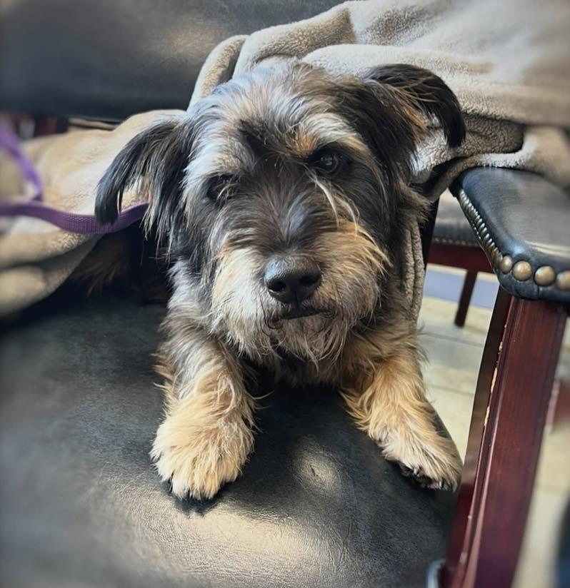 Raven, adopted, Young Male Terrier.