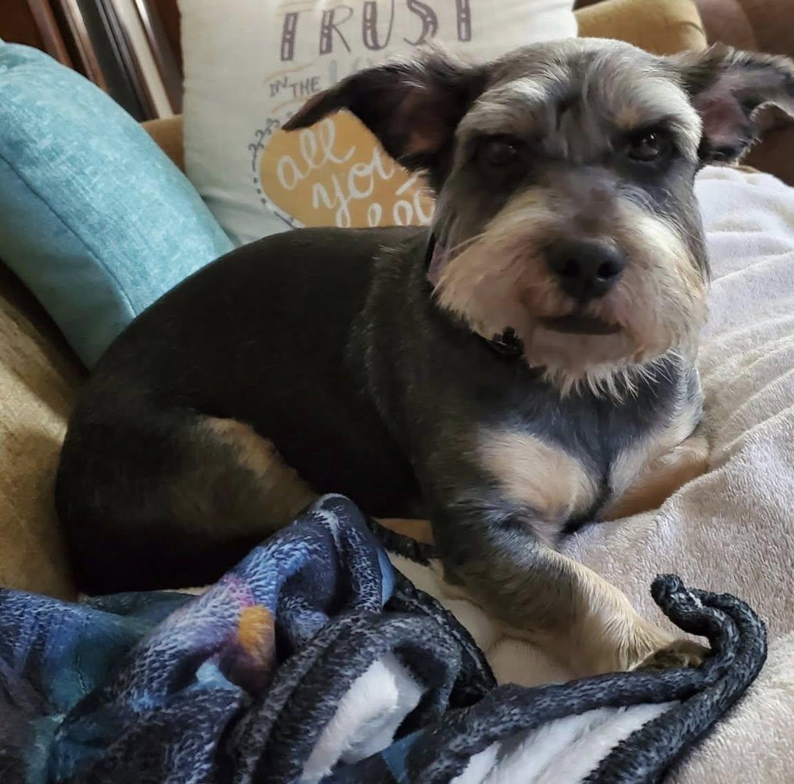 Enlarge Raven, an adopted Terrier in Antioch, TN image 2/3