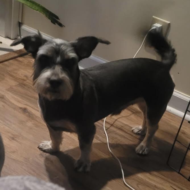 Enlarge Raven, an adopted Terrier in Antioch, TN image 3/3