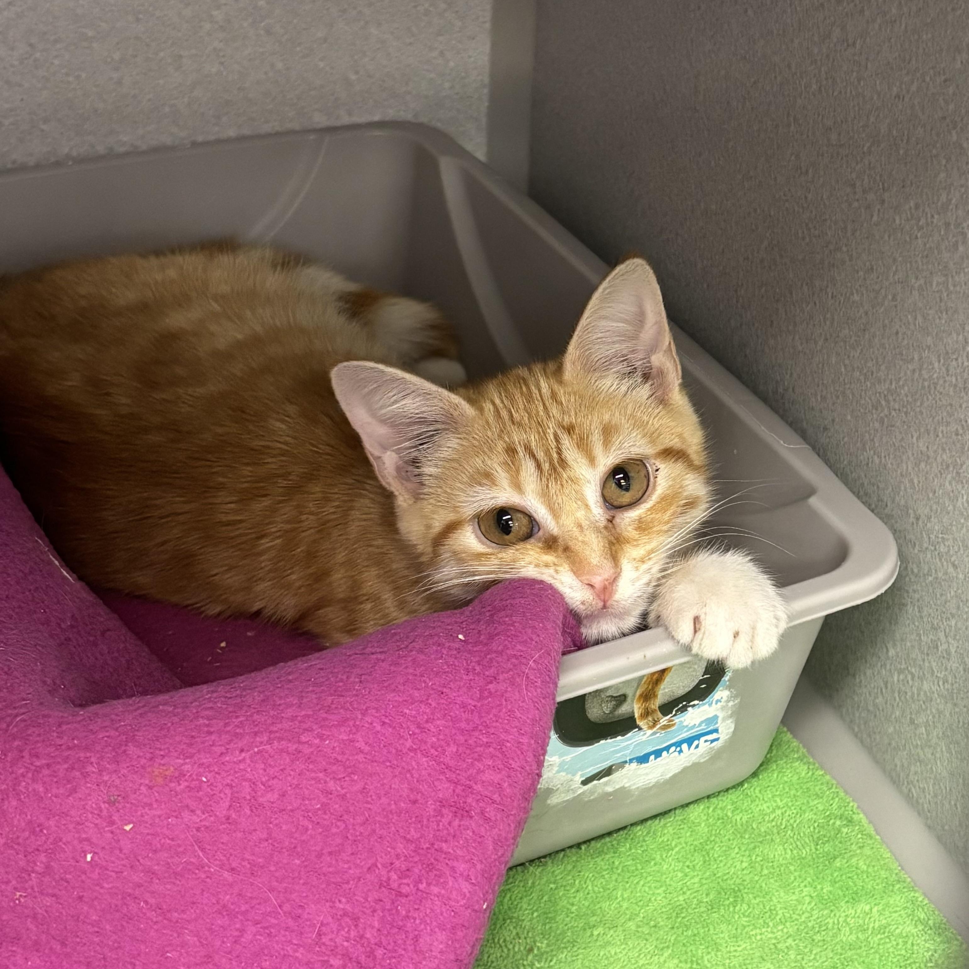 Enlarge Lagoona, a Adoptable Domestic Short Hair in Bear, DE image 5/5
