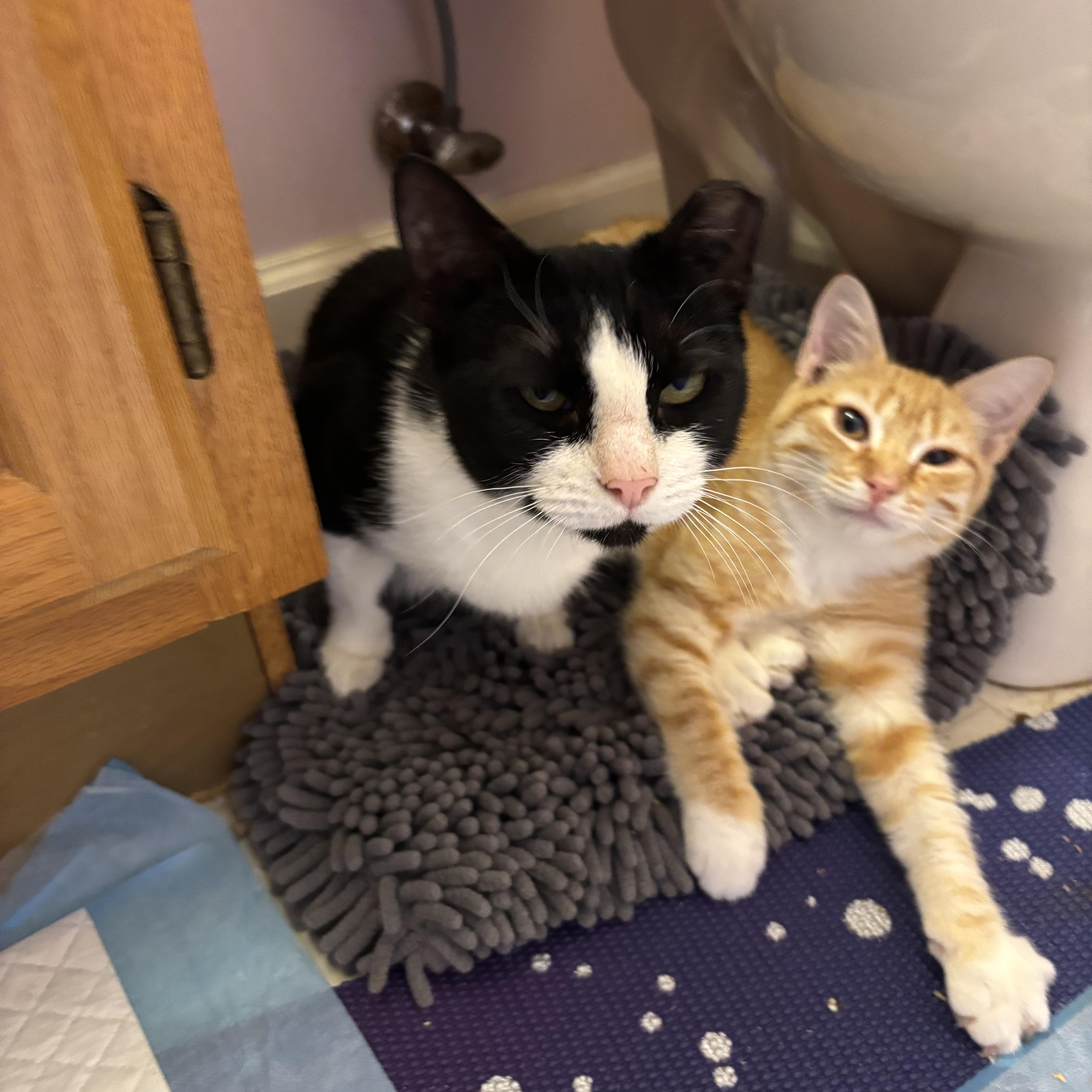 Enlarge Lagoona, a Adoptable Domestic Short Hair in Bear, DE image 4/5
