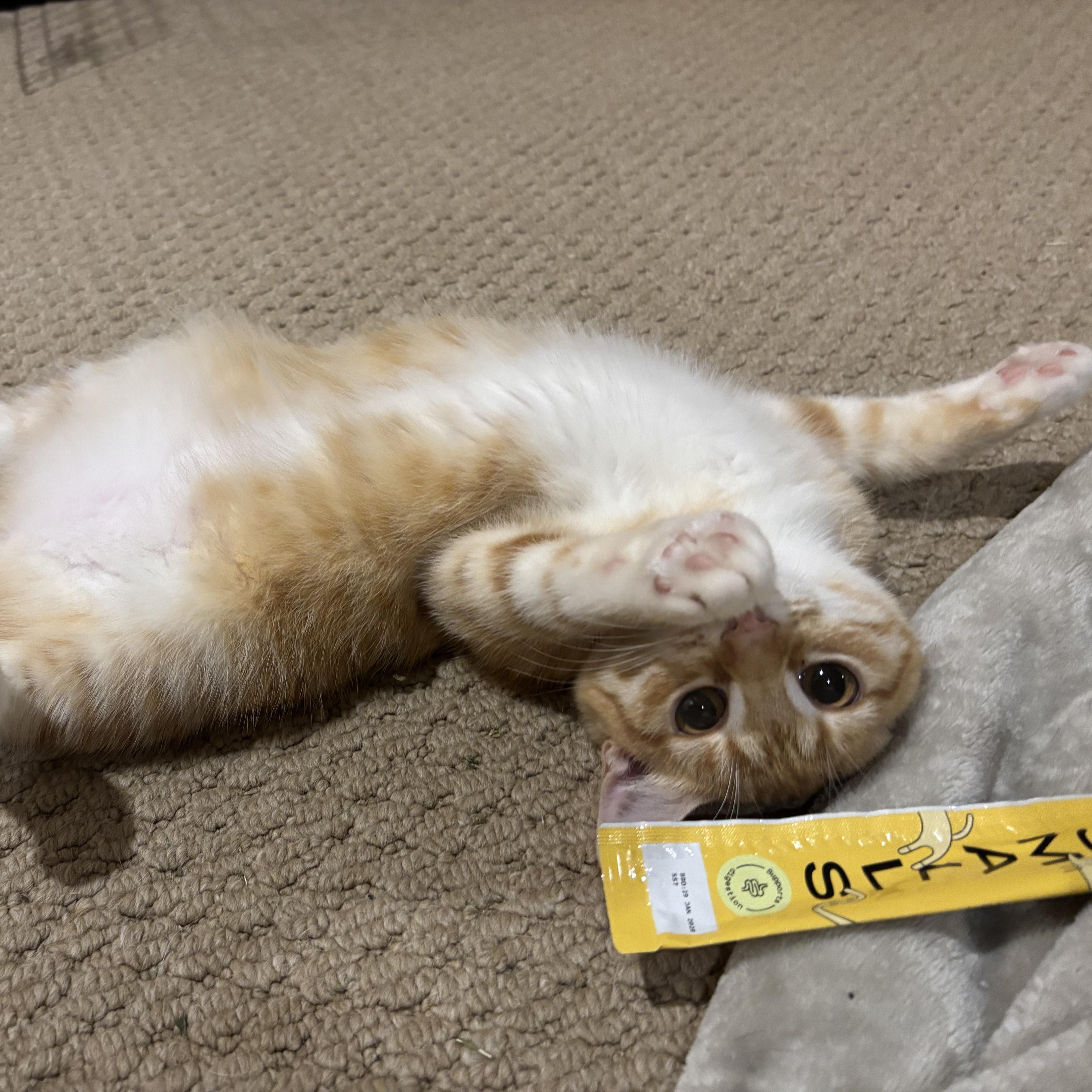 Lagoona, Adoptable, Kitten Female Domestic Short Hair.