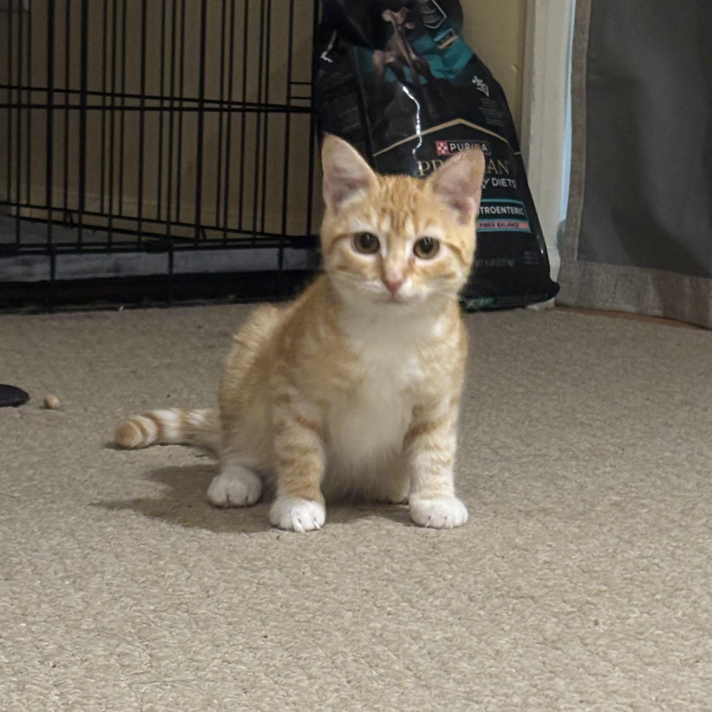 Enlarge Lagoona, a Adoptable Domestic Short Hair in Bear, DE image 3/5