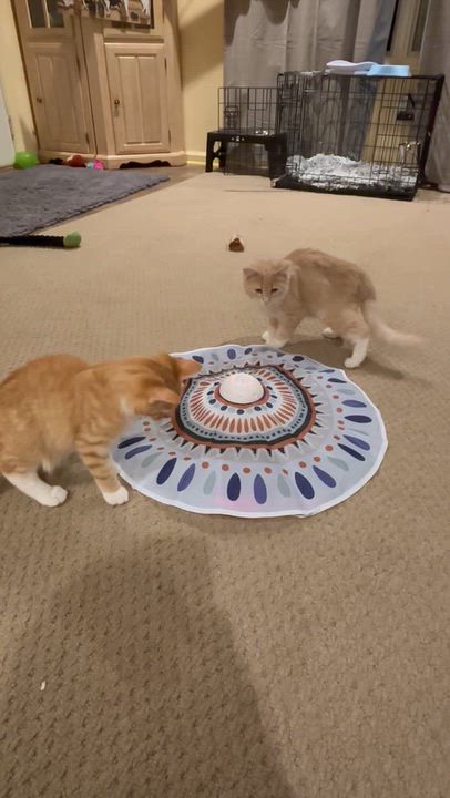 Enlarge Lagoona, a Adoptable Domestic Short Hair in Bear, DE video 2/5
