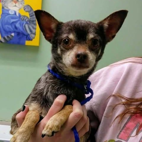 Kyler, a ADOPTABLE mixed breed in Hopkinton, MA image 5/5