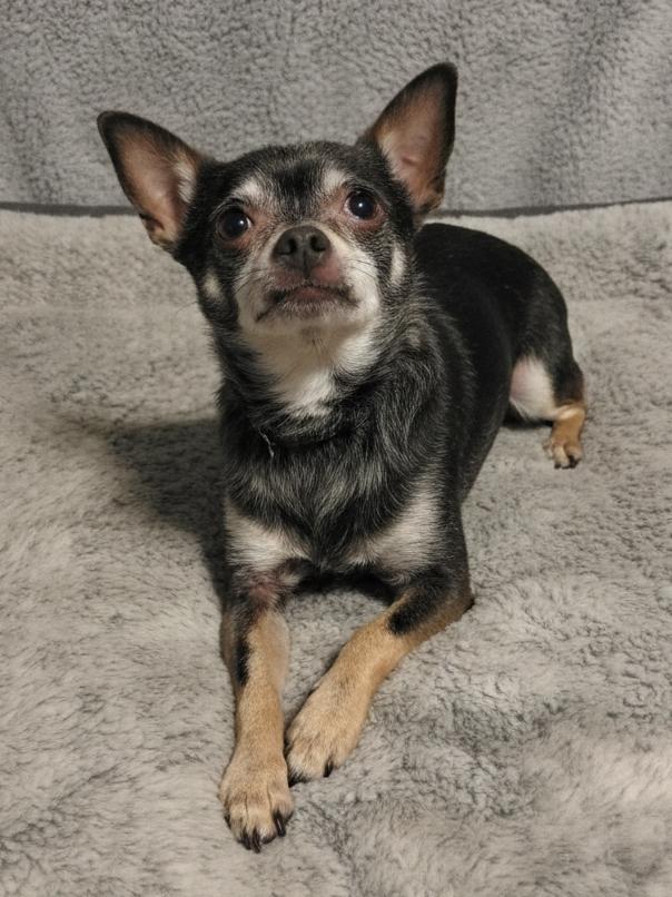 Kyler, a ADOPTABLE mixed breed in Hopkinton, MA image 3/5