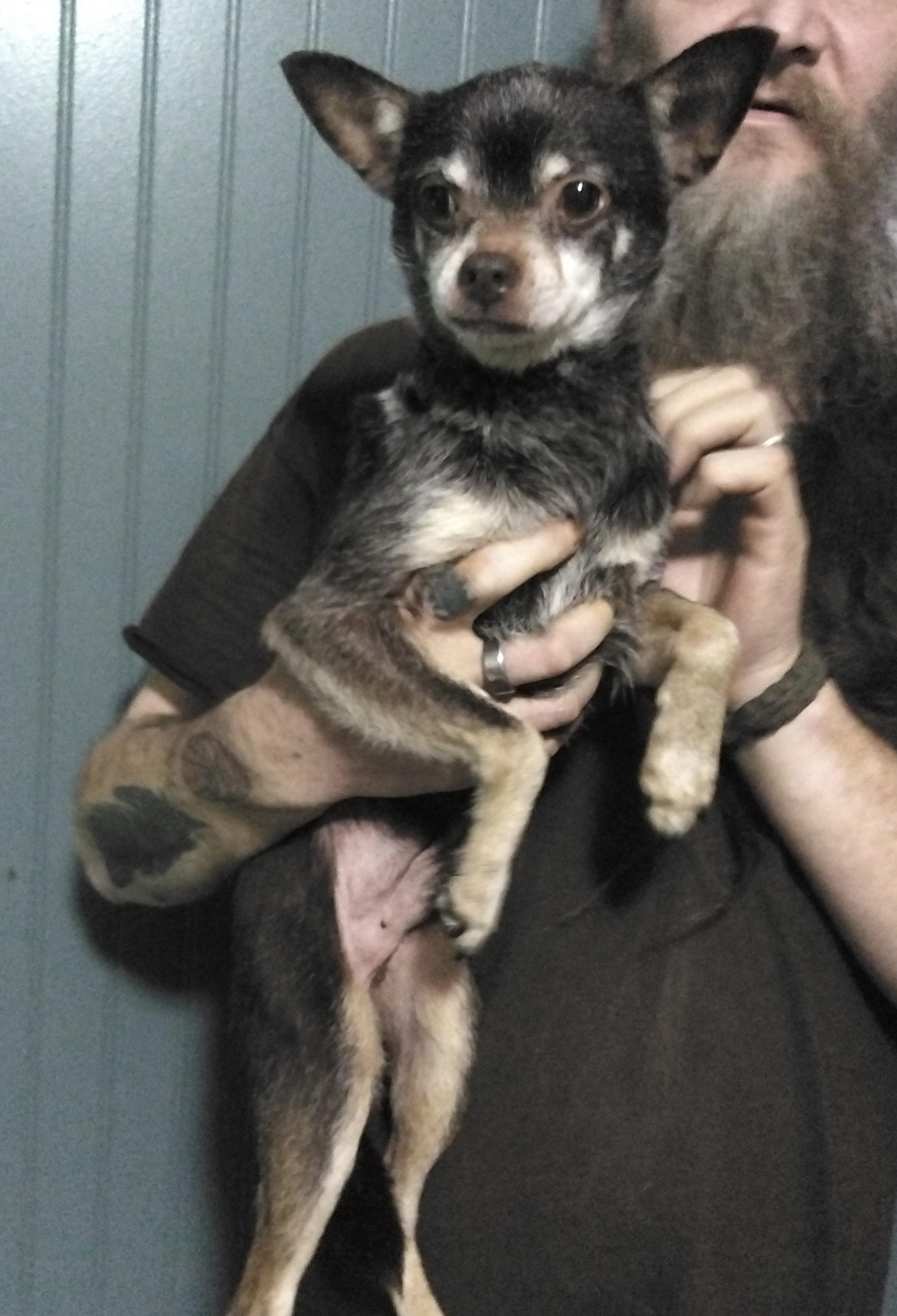 Kyler, a ADOPTABLE mixed breed in Hopkinton, MA image 4/5