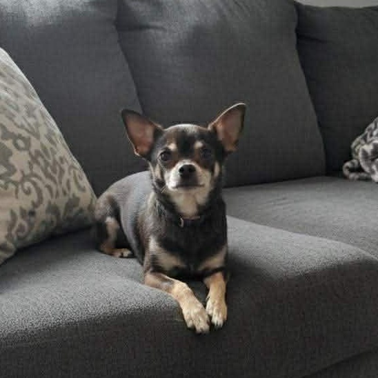 Kyler, a ADOPTABLE mixed breed in Hopkinton, MA image 2/5