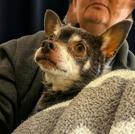 Kyler, ADOPTABLE, Senior Male Chihuahua.