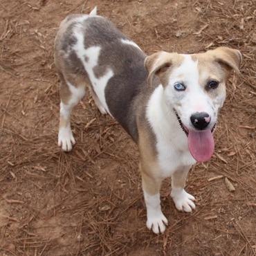 Freckles, Adoptable, Young Female Catahoula Leopard Dog.