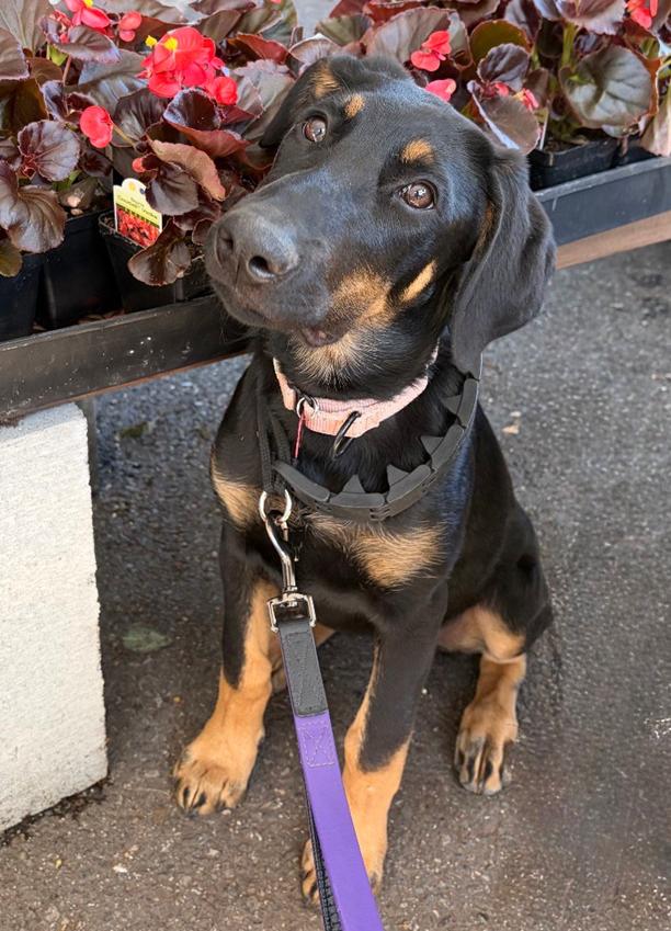 Enlarge Vada, a Adopted Doberman Pinscher in Bothell, WA image 1/3