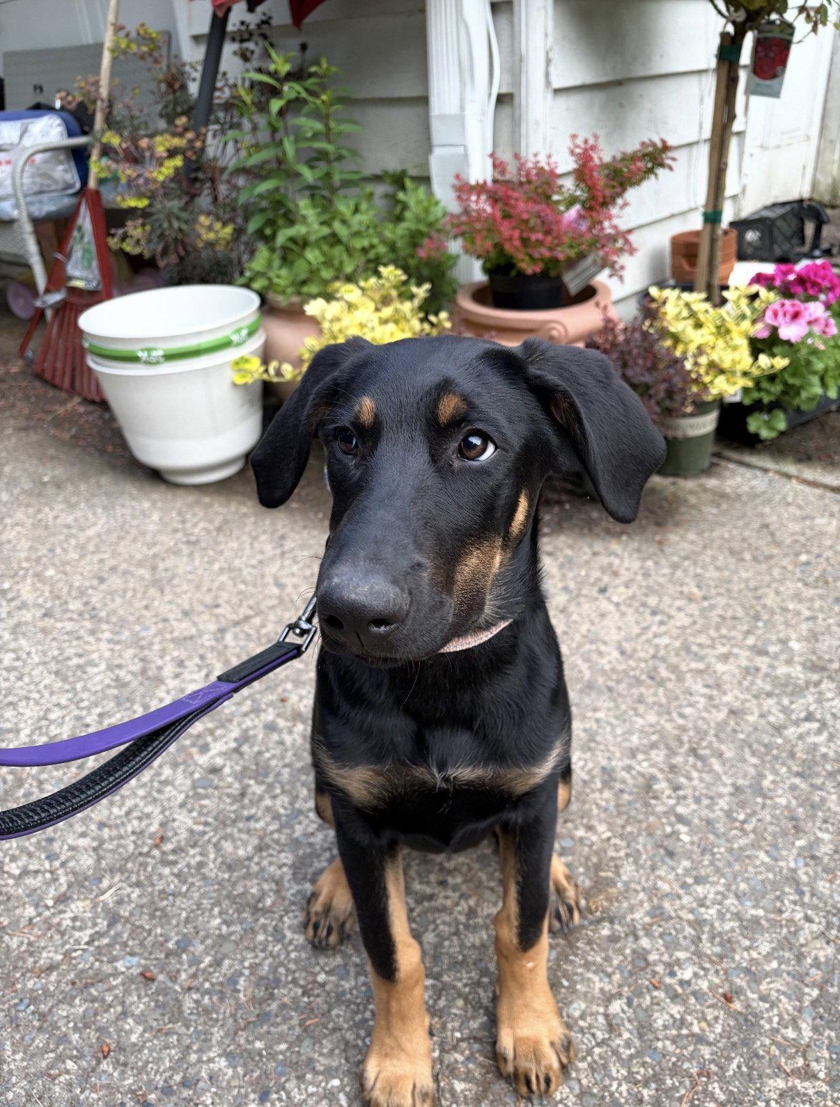 Enlarge Vada, a Adopted Doberman Pinscher in Bothell, WA image 2/3