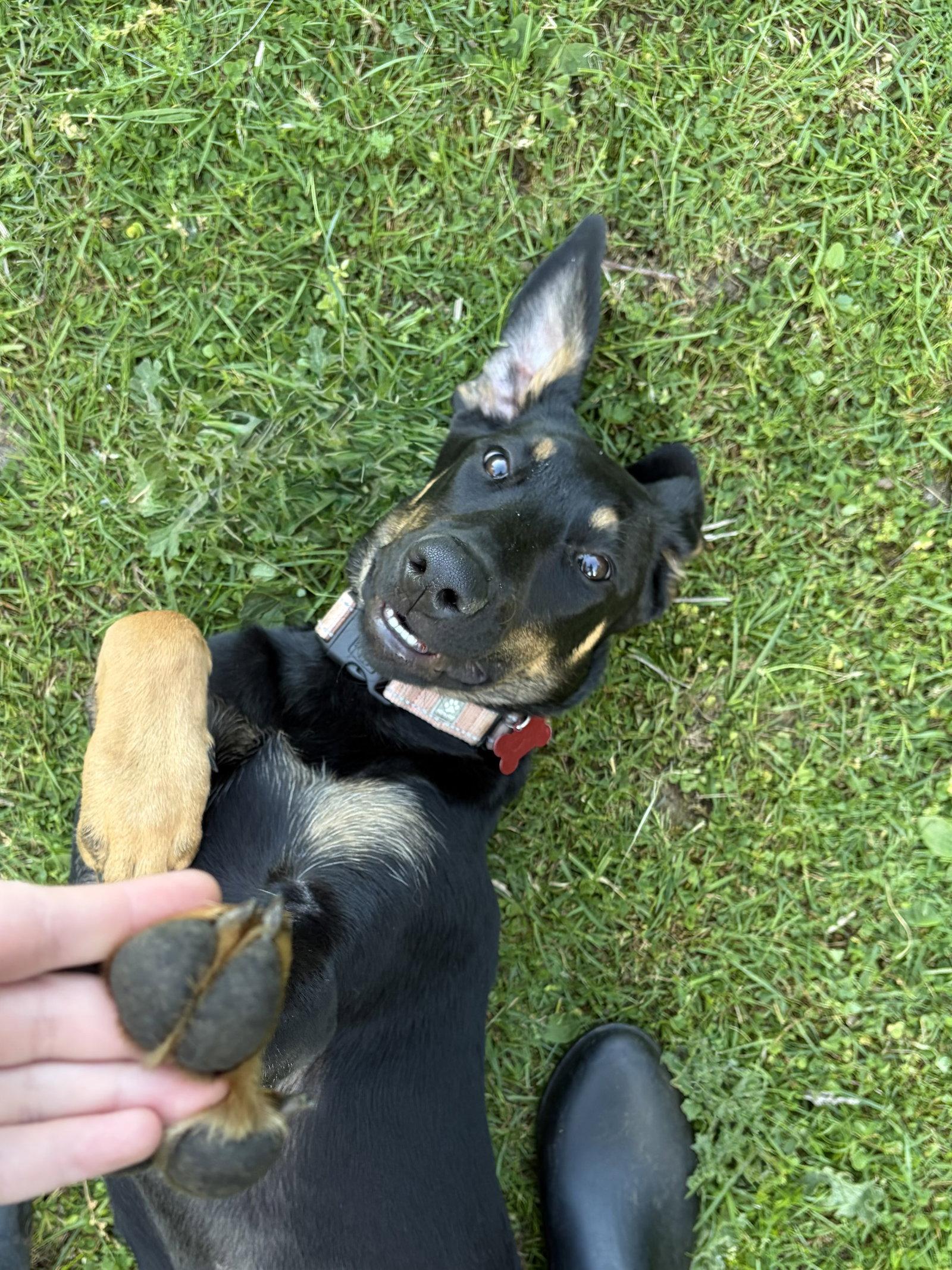Enlarge Vada, a Adopted Doberman Pinscher in Bothell, WA image 3/3