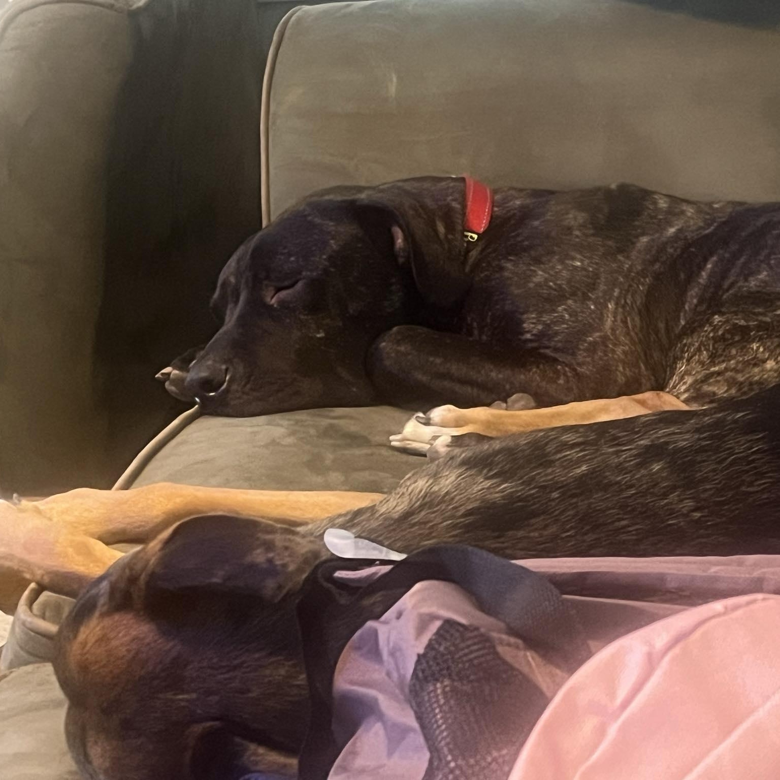 Brutus , an adoptable mixed breed in Elyria, OH image 6/6