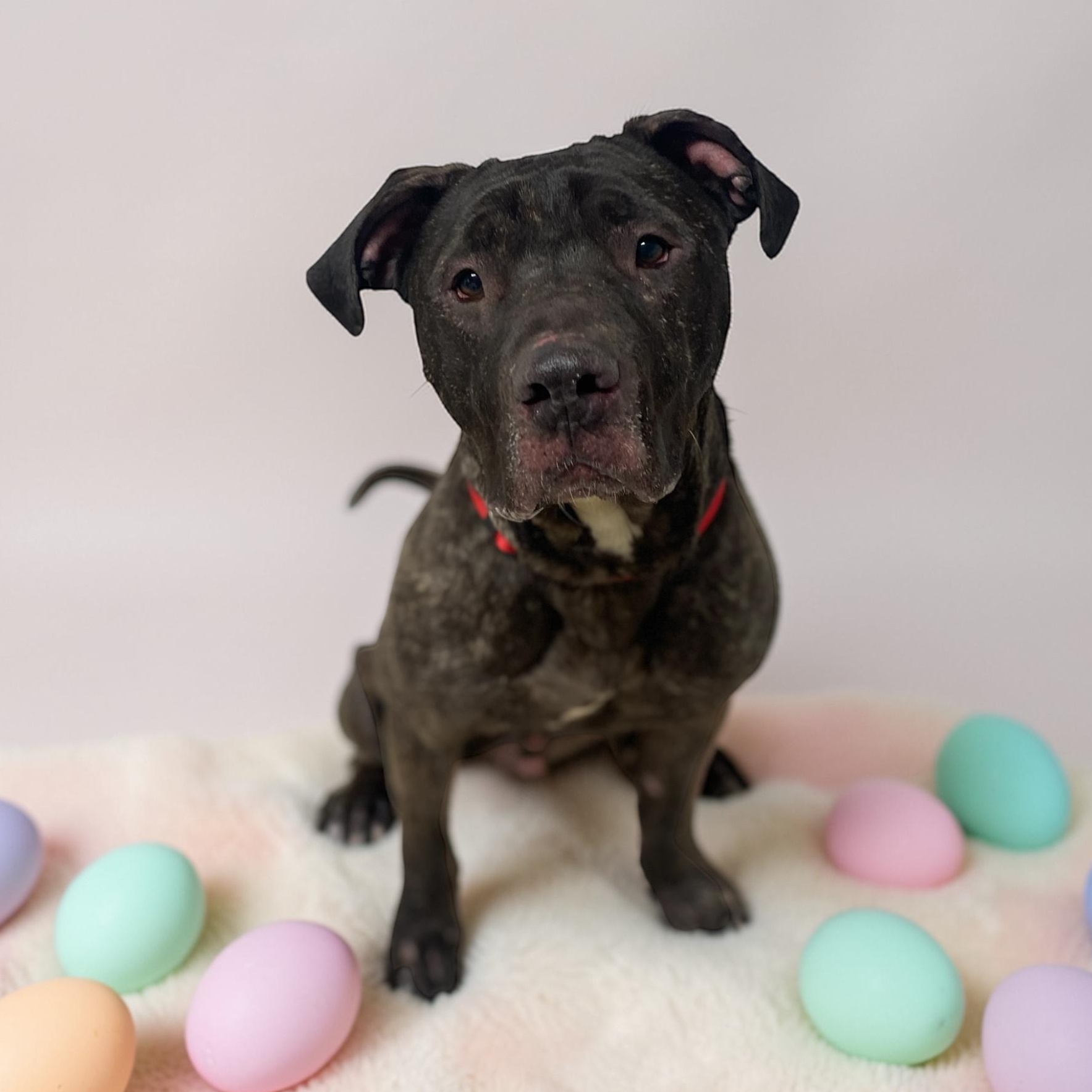 Brutus , adoptable, Adult Male Terrier.