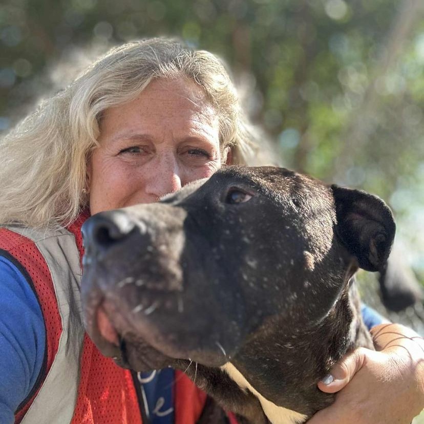 Brutus , an adoptable mixed breed in Elyria, OH image 3/6