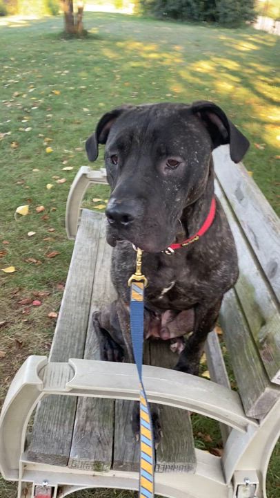 Enlarge Brutus , an adoptable mixed breed in Elyria, OH video 4/6
