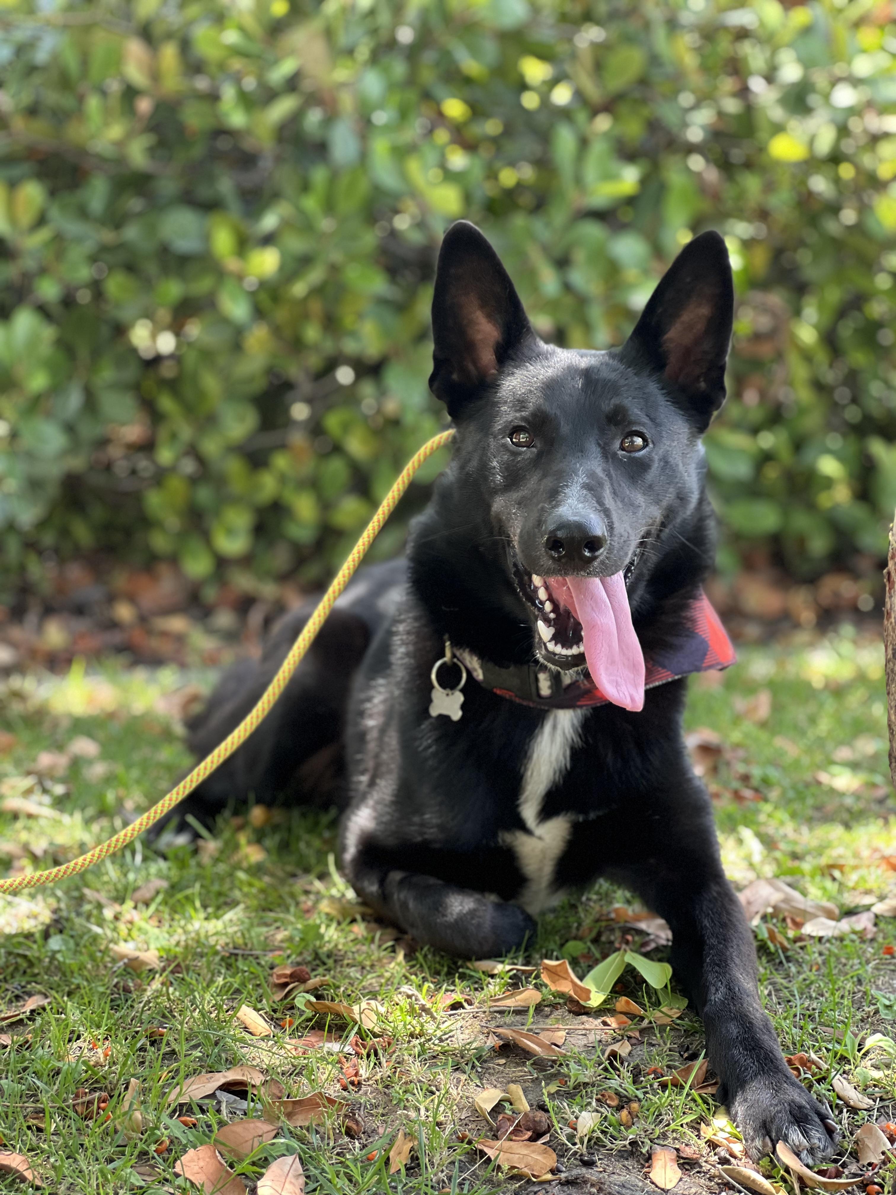Bailey, Adoptable, Young Male Mixed Breed.