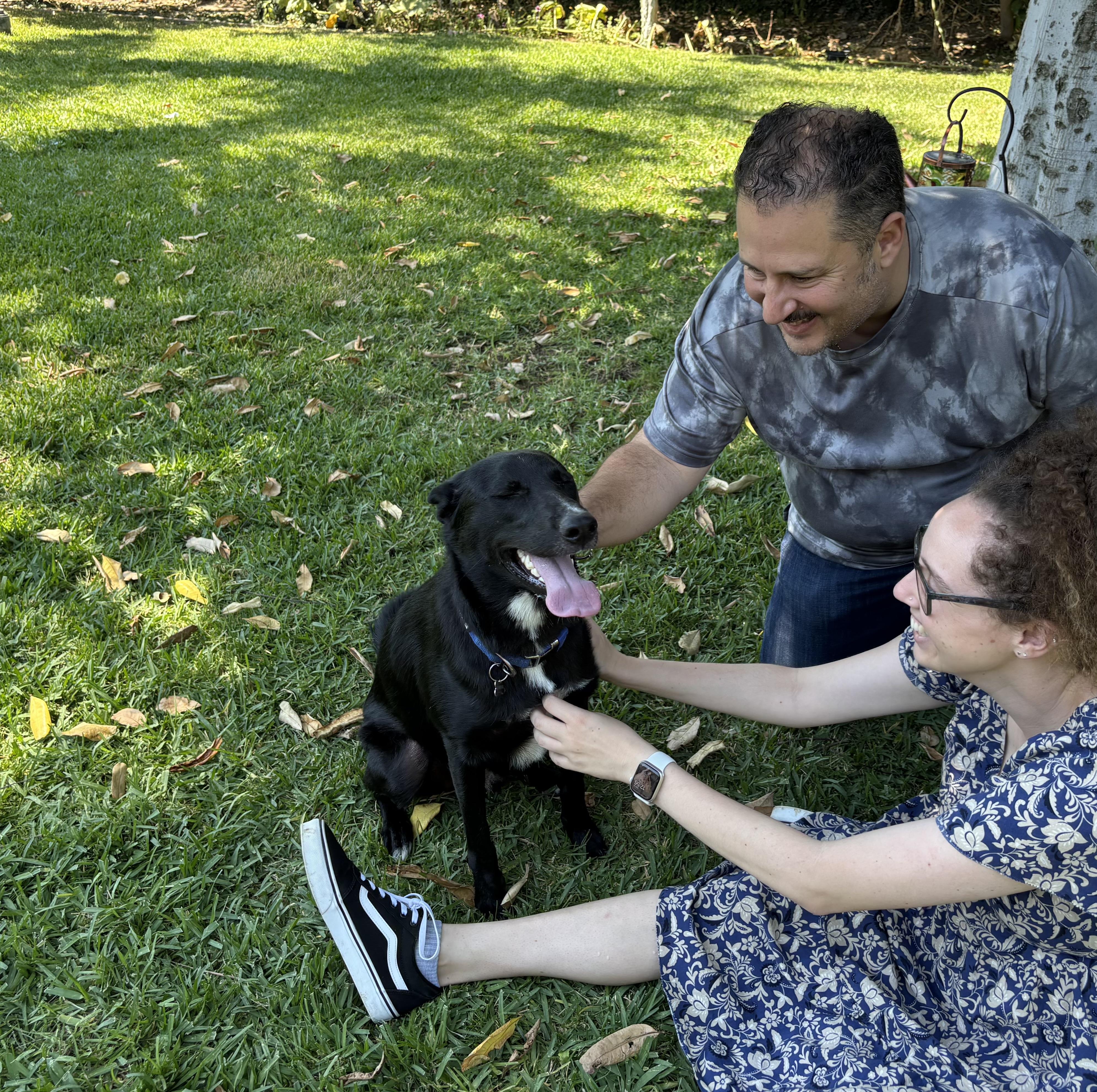 Enlarge Bailey, a Adoptable Mixed Breed in Valley Village, CA image 2/6