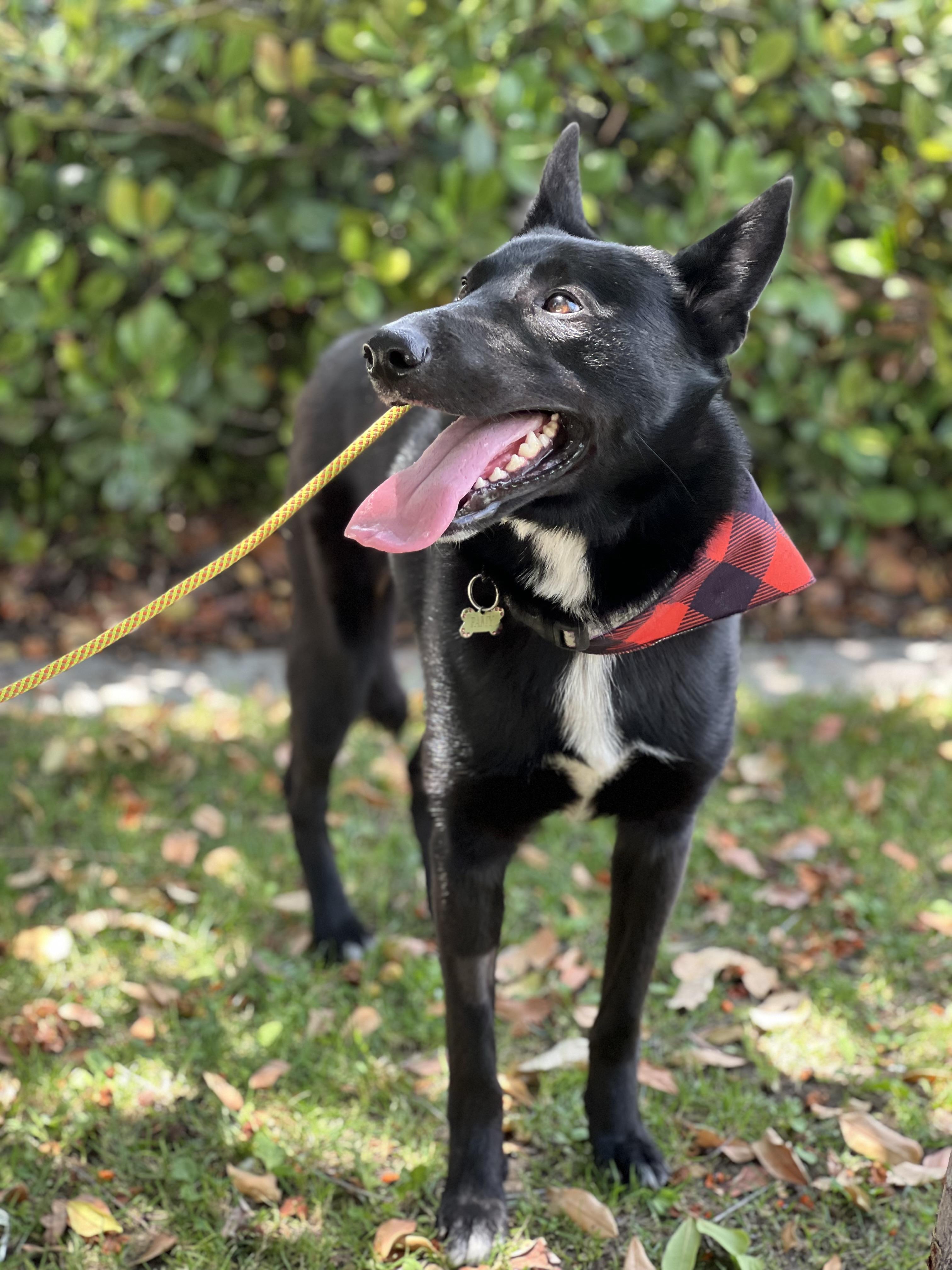Enlarge Bailey, a Adoptable Mixed Breed in Valley Village, CA image 3/6