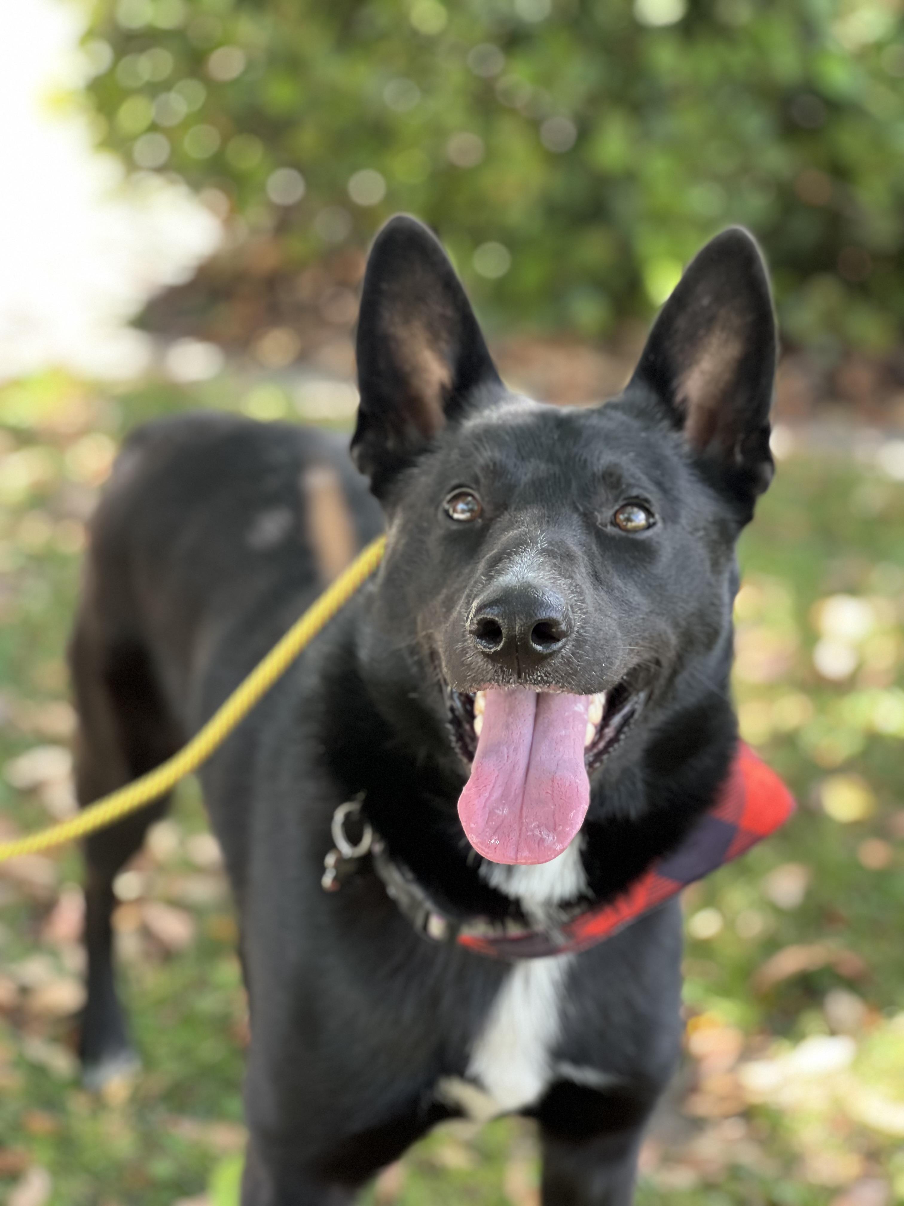 Enlarge Bailey, a Adoptable Mixed Breed in Valley Village, CA image 4/6