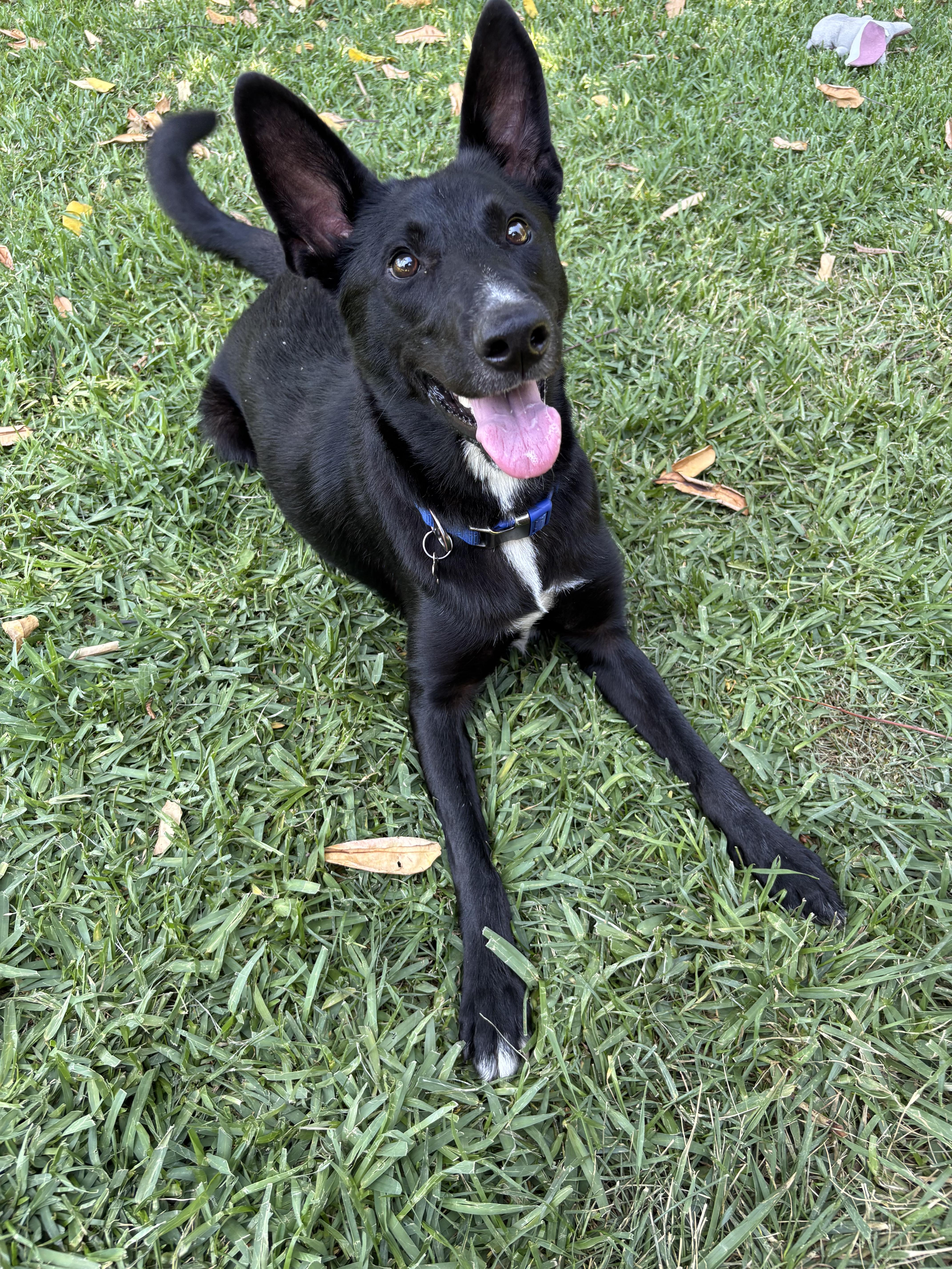 Enlarge Bailey, a Adoptable Mixed Breed in Valley Village, CA image 5/6