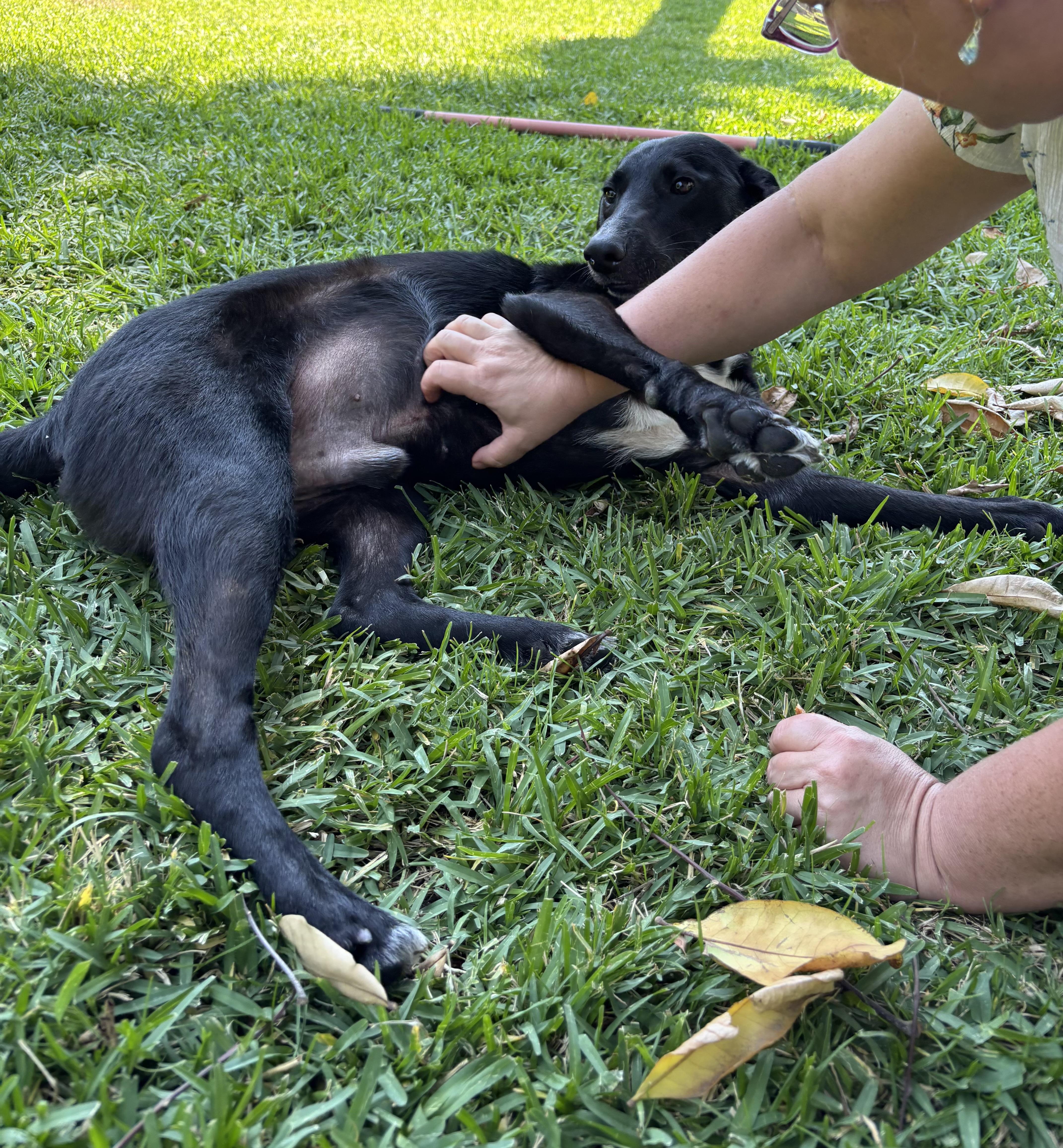 Enlarge Bailey, a Adoptable Mixed Breed in Valley Village, CA image 6/6