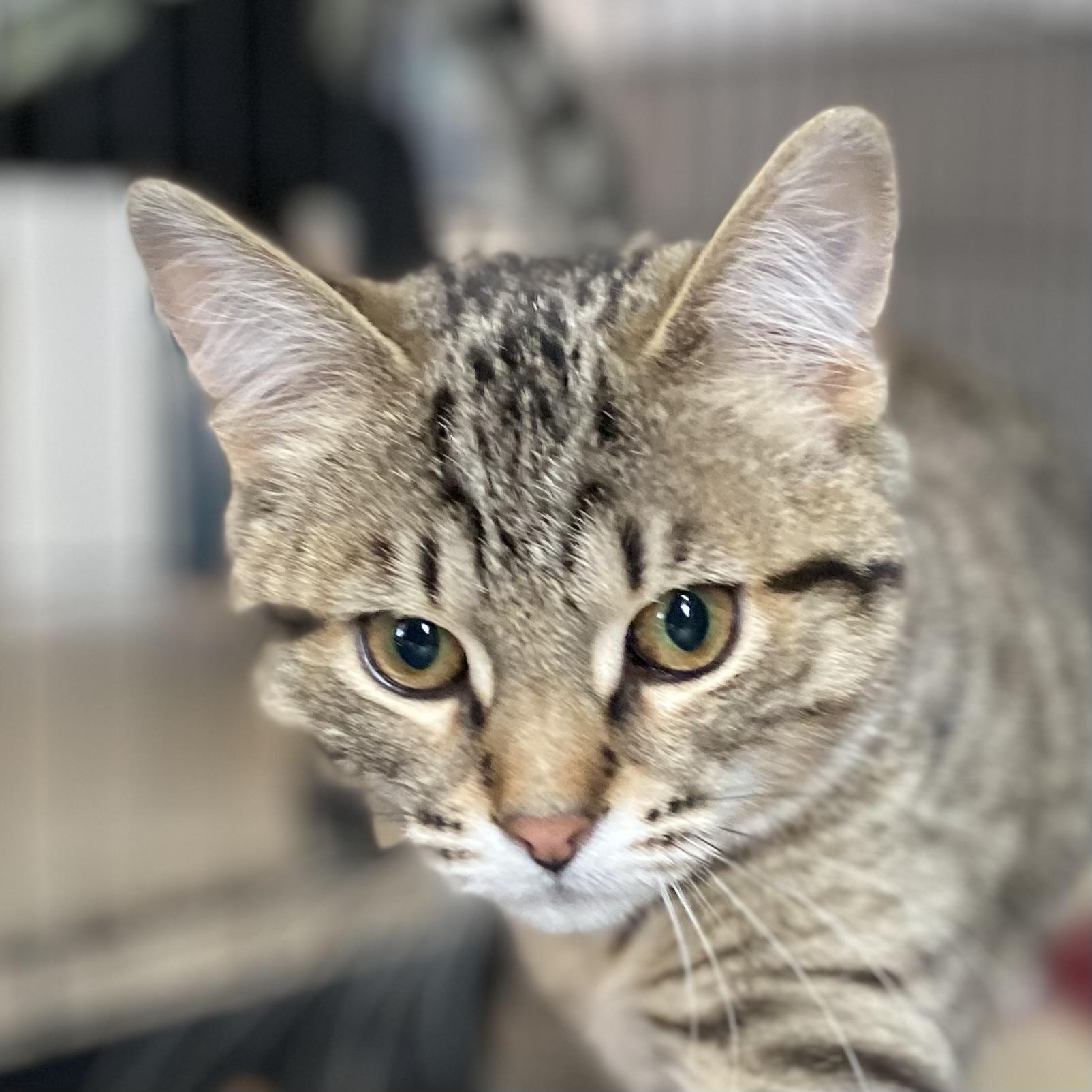 Enlarge Percy, an adopted Tabby in Stanstead, QC image 5/5