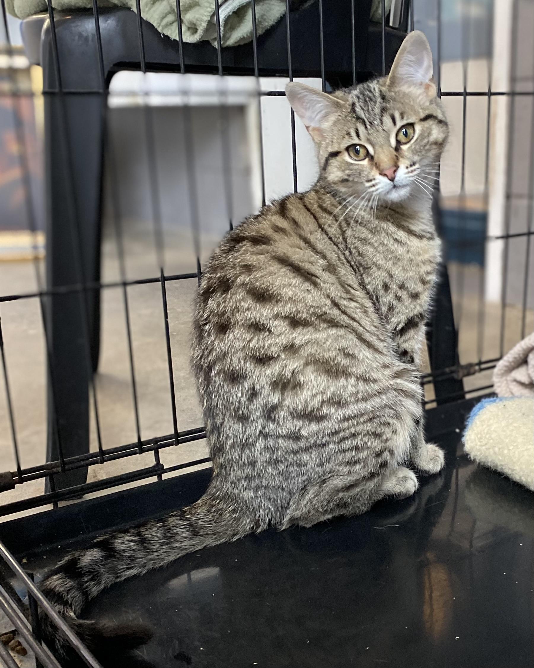 Enlarge Percy, an adopted Tabby in Stanstead, QC image 2/5