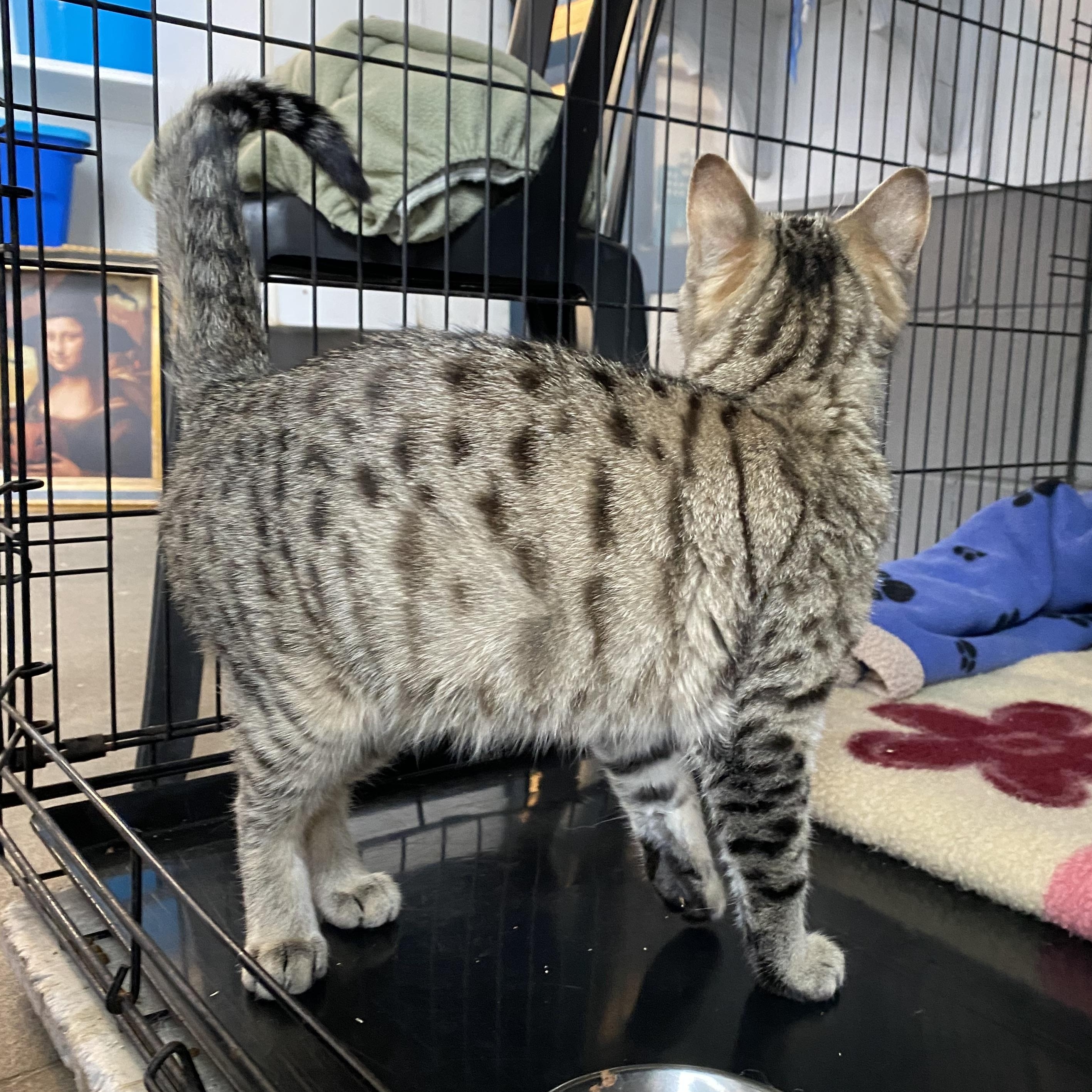 Enlarge Percy, an adopted Tabby in Stanstead, QC image 3/5