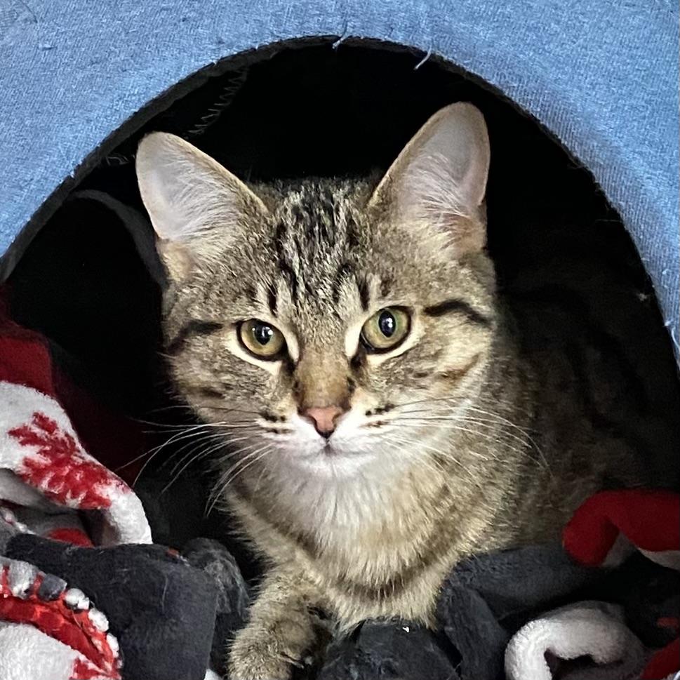 Percy, adopted, Kitten Male Tabby.