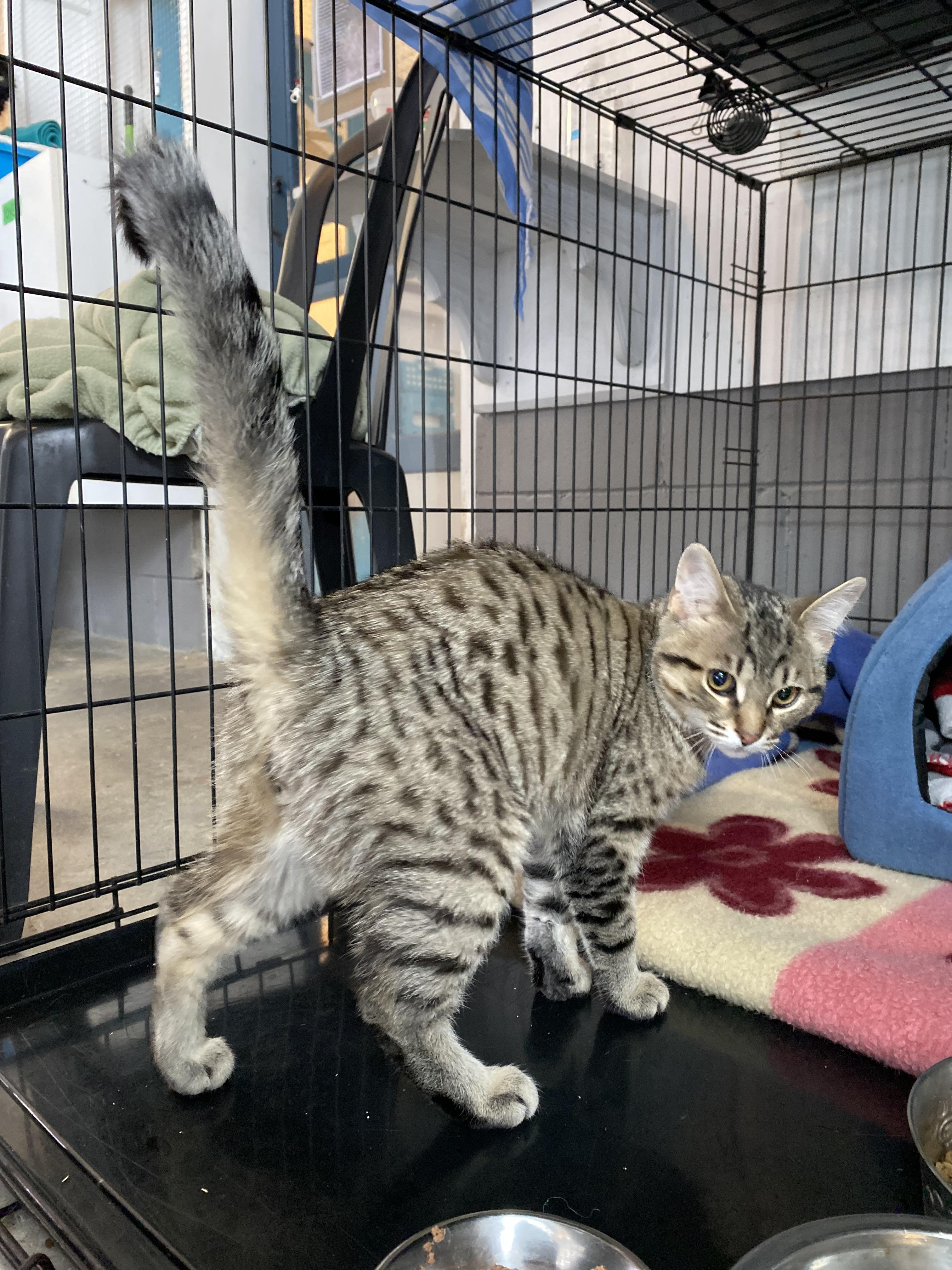 Enlarge Percy, an adopted Tabby in Stanstead, QC image 4/5