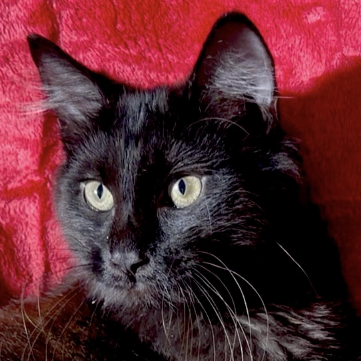 Enlarge Lord Fluffington, an adopted mixed breed in Portsmouth, NH image 3/4