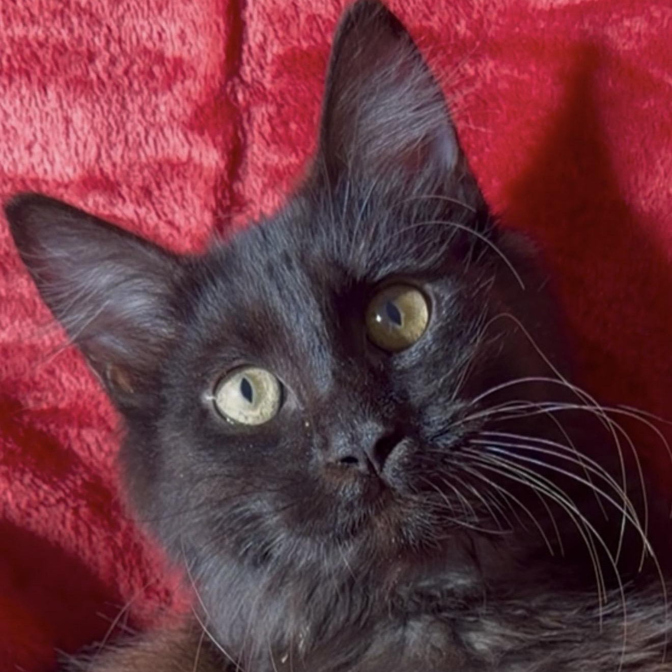 Enlarge Lord Fluffington, an adopted mixed breed in Portsmouth, NH image 4/4