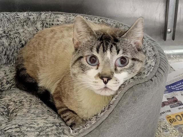 Enlarge SNOW BALL, a Adoptable mixed breed in Anchorage, AK image 1/1