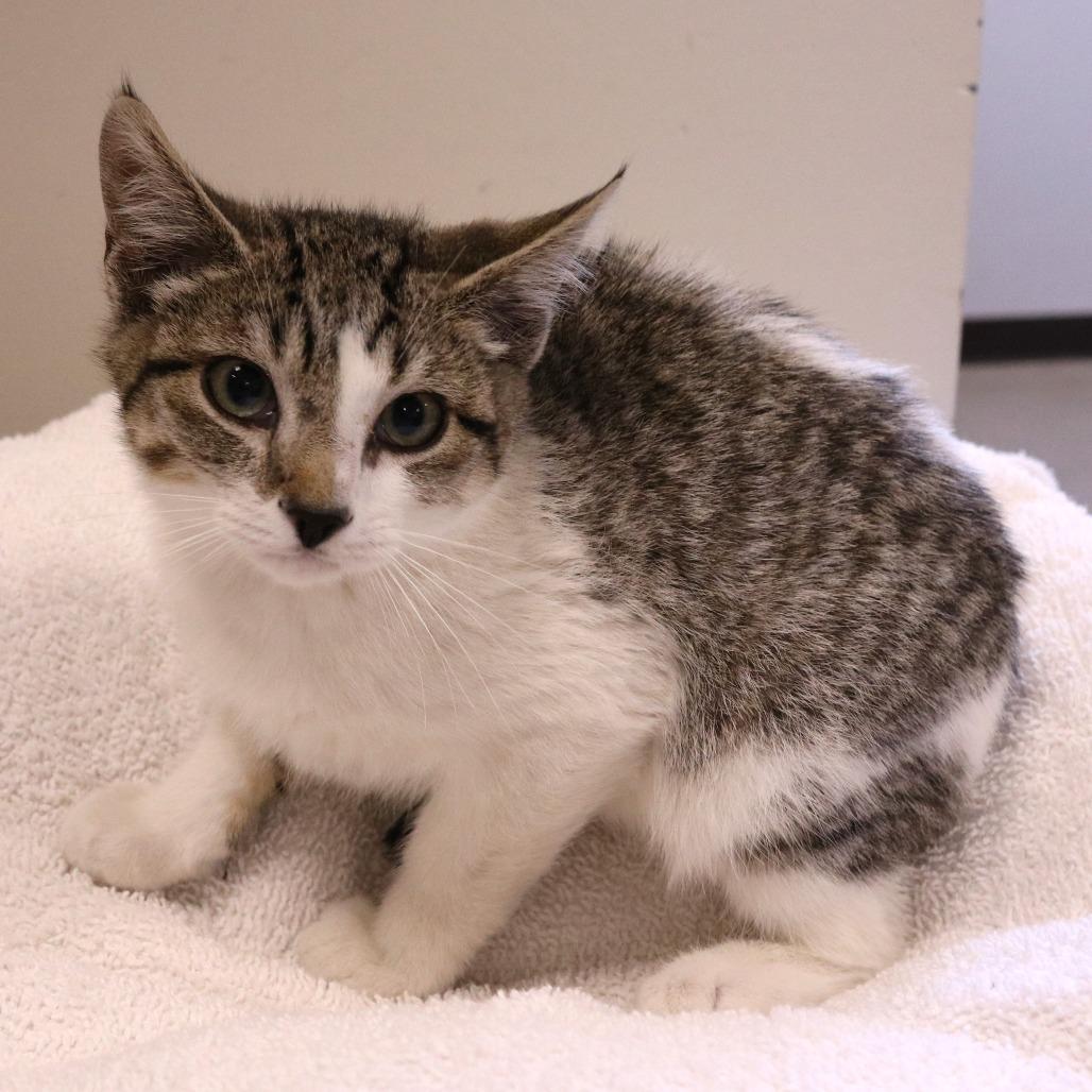 Kedi (26-3A-4), Adoptable, Kitten Male Domestic Short Hair.