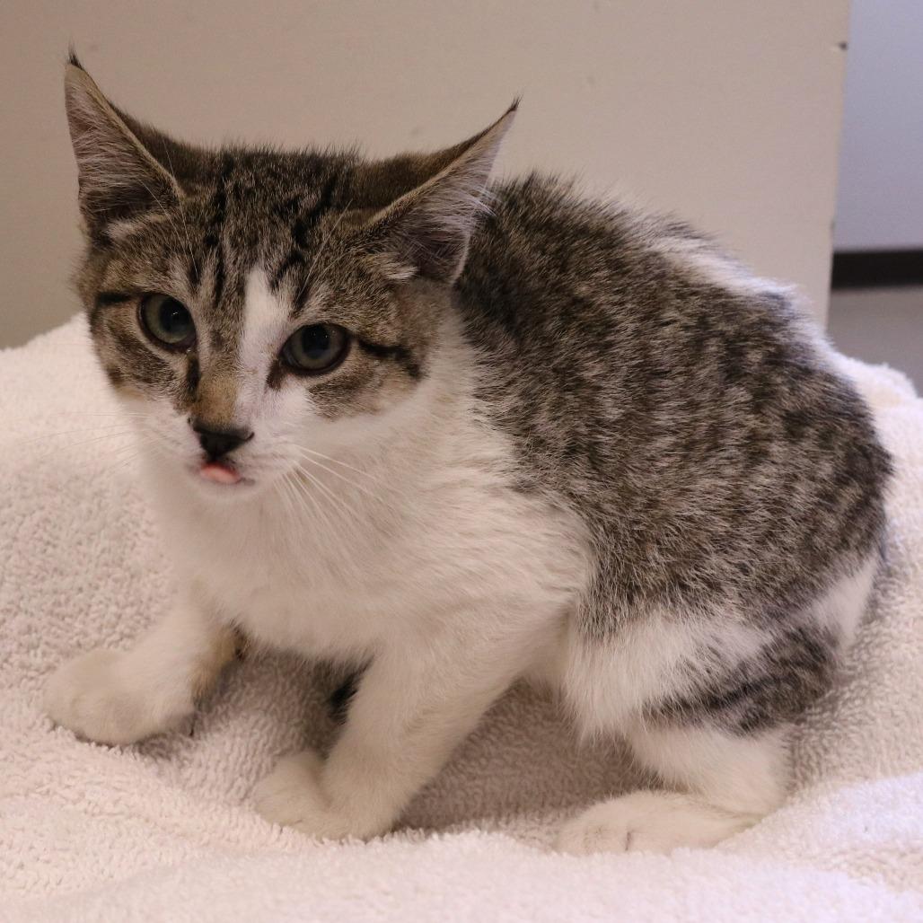 Kedi (26-3A-4), a Adoptable Domestic Short Hair in Rifle, CO image 2/3