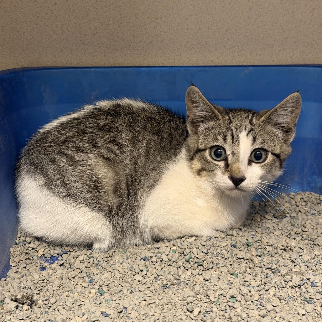 Kedi (26-3A-4), a Adoptable Domestic Short Hair in Rifle, CO image 3/3