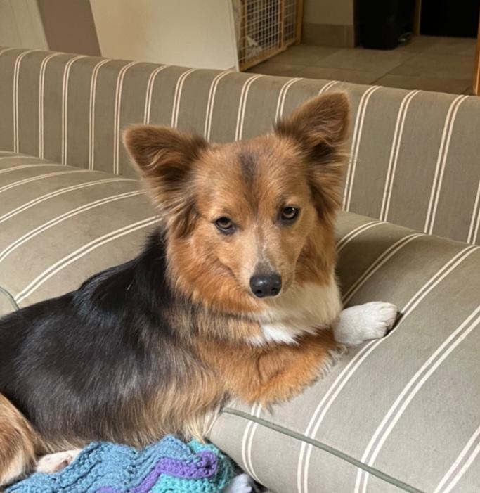 Enlarge Fiona, a Adopted Corgi in Thornton, CO image 3/4