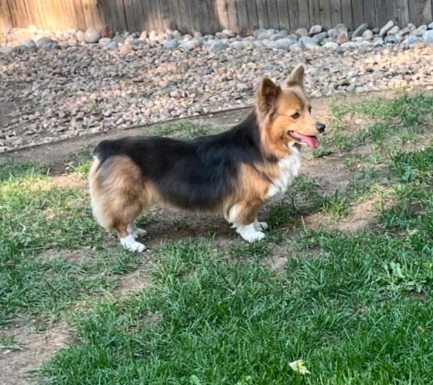 Enlarge Fiona, a Adopted Corgi in Thornton, CO image 2/4