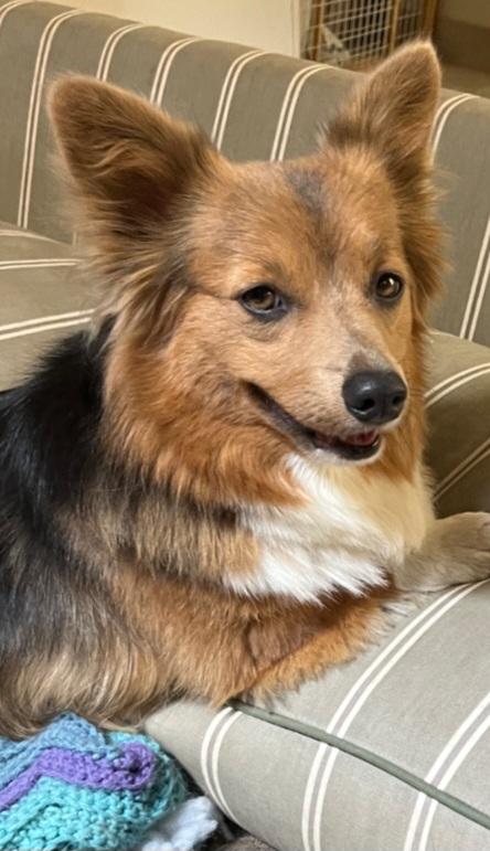 Enlarge Fiona, a Adopted Corgi in Thornton, CO image 4/4